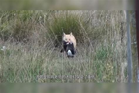 野猫死在家门口|野猫死在我家空房里，要怎么消毒处理？